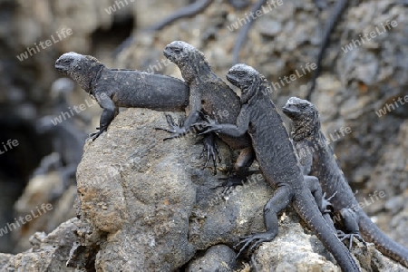 Meerechse (Amblyrhynchus cristatus), Unterart der Insel Isabela, Puerto Villamil,  Galapagos , Unesco Welterbe, Ecuador, Suedamerika