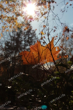 Herbstblatt im Sonnenlicht