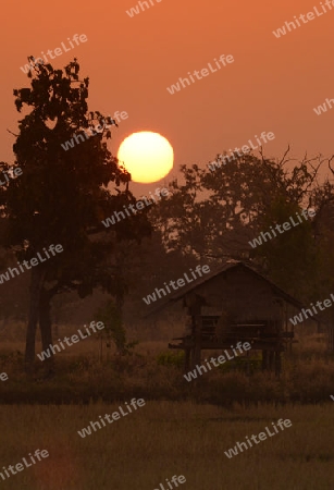 Die Landwirtschaft mit Reisfeldern im Winter bei Amnat Charoen im Isan im osten von Thailand,