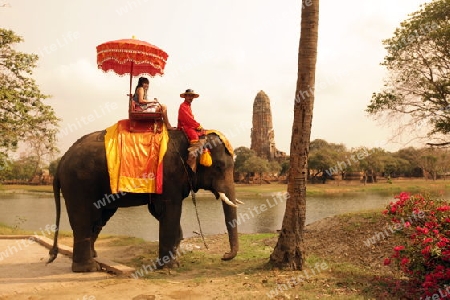 Ein Elephanten Taxi vor einem der vielen Tempel in der Tempelstadt Ayutthaya noerdlich von Bangkok in Thailand. 