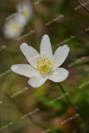 Buschwindr?schen (Anemone nemorosa)