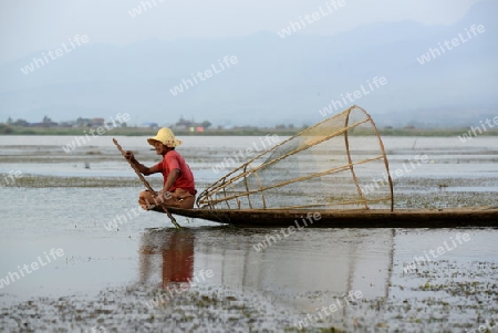 Fishermen at sunrise in the Landscape on the Inle Lake in the Shan State in the east of Myanmar in Southeastasia.