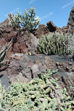 Kaktusgarten auf Lanzarote