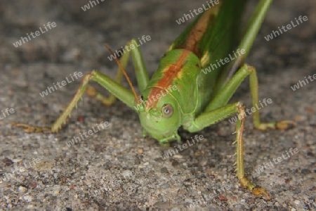 Grosses Gruenes Heupferd (Tettigonia viridissima) - Portrait