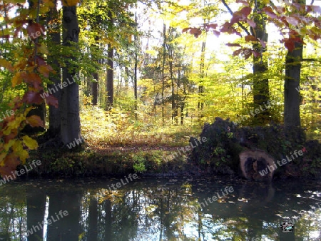 Auen in Englischen Garten