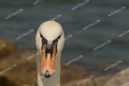 Schwan Passfoto