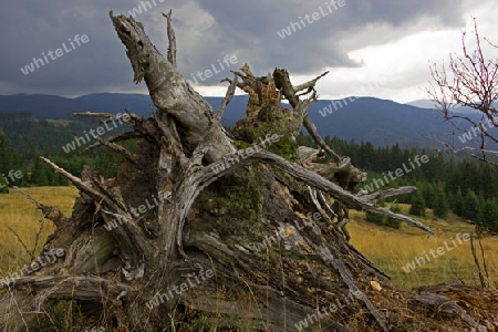 Natur Vergehen und Enstehen