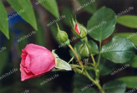 Rosa Rosenknospen