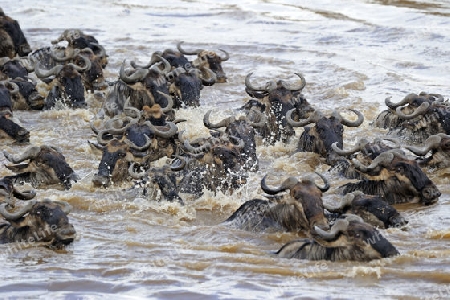 Gnu, Streifengnu, Weissbartgnu (Connochaetes taurinus), Gnumigration, Gnus beim durchqueren des Mara River, Masai Mara, Kenia