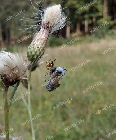 Spinne mit Beute und Fliegen als Mitesser II