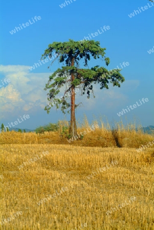 baum im feld