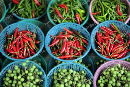 Chili auf dem Markt von Nonthaburi im Norden von Bangkok der Hauptstadt von Thailand in Suedostasien.  