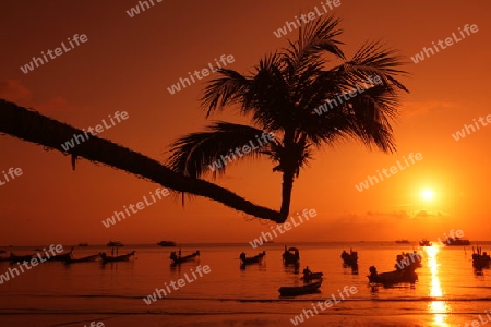 Der Strand  von Hat Sai Ri auf der Insel Ko Tao im Golf von Thailand im Suedwesten von Thailand in Suedostasien. 