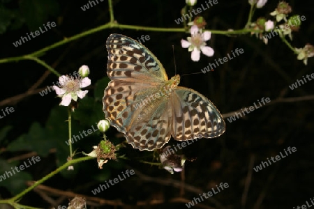 Kaisermantel (Argynnis paphia) - Weibchen auf einer Pflanze