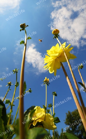 Biene im Anflug auf eine Blume