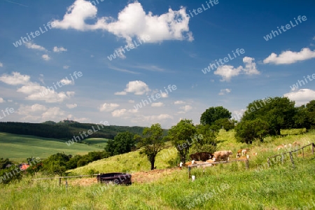 Sommerlandschaft Unterbodnitz