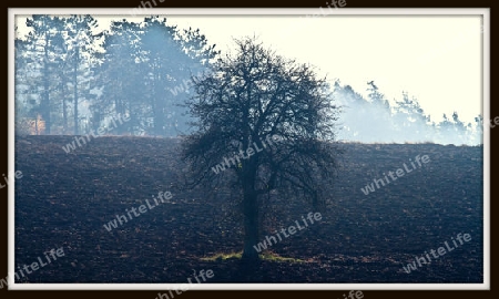 Baum in nebel