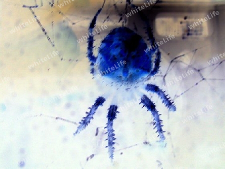 Blaue Spinne