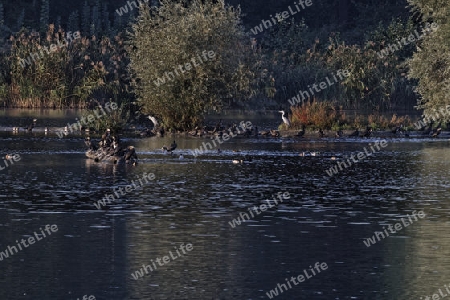 Vogelinsel im See