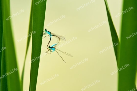 Gro?e Pechlibelle, Ischnura elegans bei der Paarung