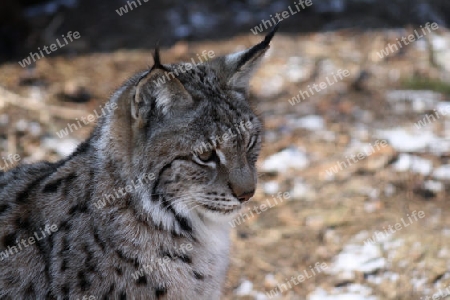 Luchs,Wildkatze