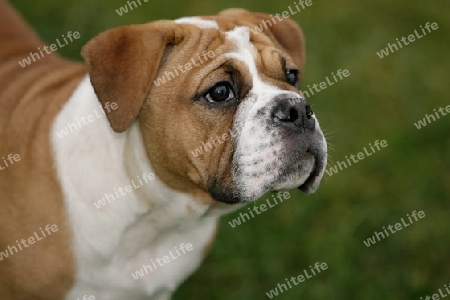 Continental Bulldog Welpe