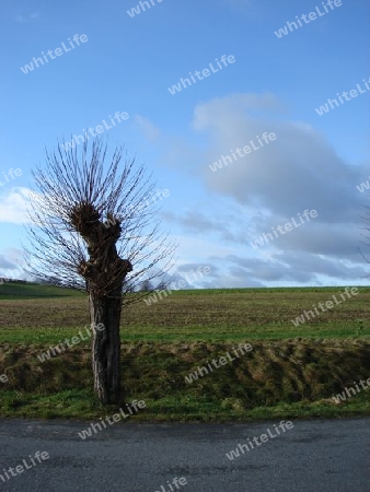 Baum am Stra?enrand