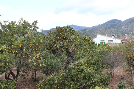 Obstplantage in Soller, Mallorca