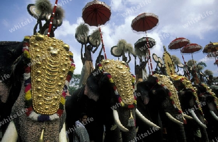  the Elephants at the Pooram Festival in Thrissur in the province of Kerala in India.