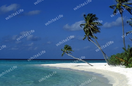 
Der Traumstrand mit Palmen und weissem Sand an der Insel Velavaru im Southmale Atoll auf den Inseln der Malediven im Indischen Ozean.   