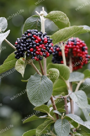 Wolliger Schneeball, Viburnum lantana