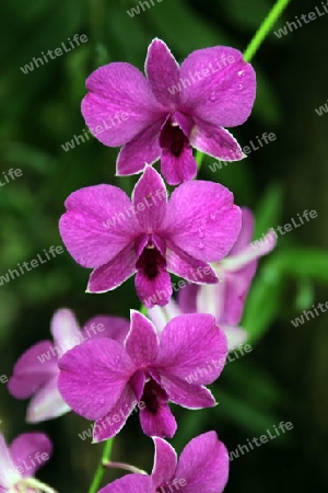 Orchideen bei Chiang Mai im Norden von Thailand.