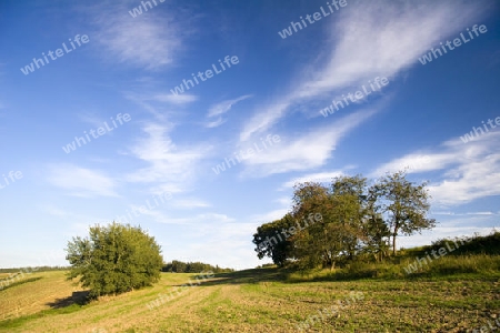 Landschaft mit B?umen