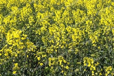 Yellow field of flowering rape and tree against a blue sky with clouds, natural landscape background with copy space, Germany Europe.