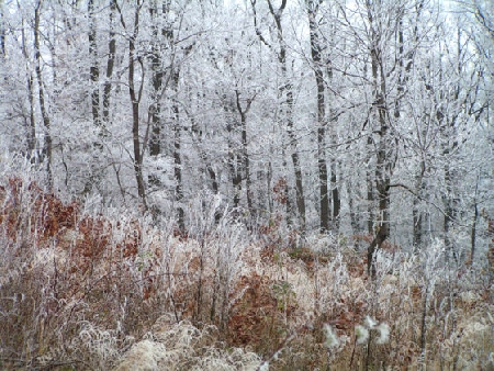 Wald im Eisanzatz