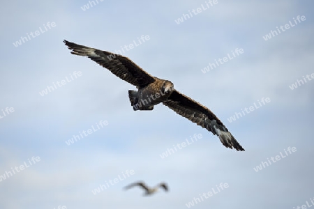 Skua ( Stercorarius skua ), Raubm?we, False Bay, Simons Town bei Kapstadt, West Kap, Western Cape, S?dafrika, Afrika