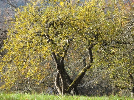 Herbstfarben -  Baum mit gelben Bl?ttern IMG_0514