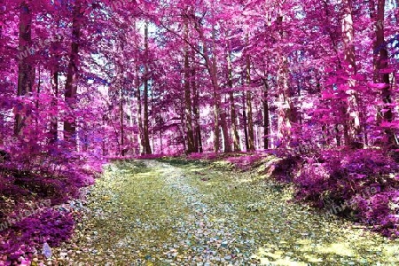 Beautiful pink and purple infrared panorama of a countryside landscape with a blue sky.