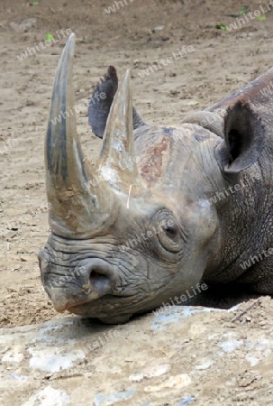 kopf von einem nashorn