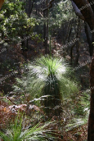 Grass Tree