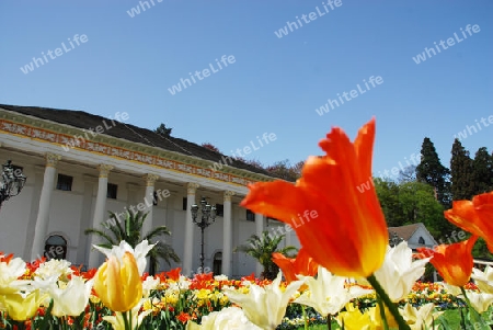 Tulpenbl?te vor dem Kurhaus Baden-Baden