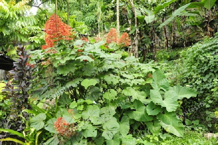 Pagodenstrauch - Clerodendrum paniculatum