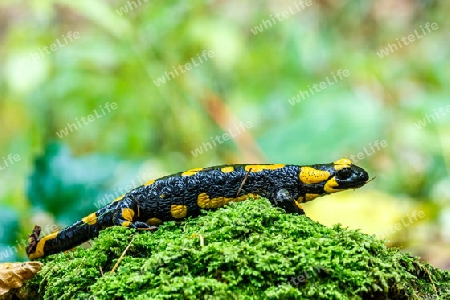 Feuersalamander salamandra-salamandra fleckigfire-salamander salamandra-salamandra,stained 