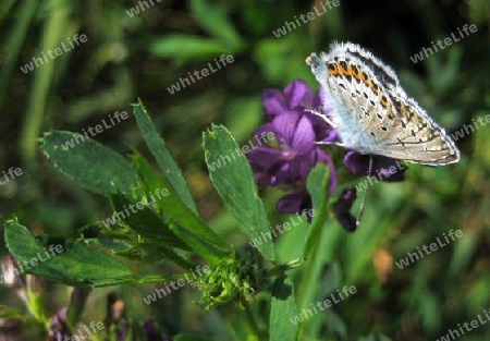 Schmetterling