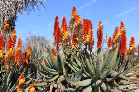 Bl?hende Aloe Pflanzen