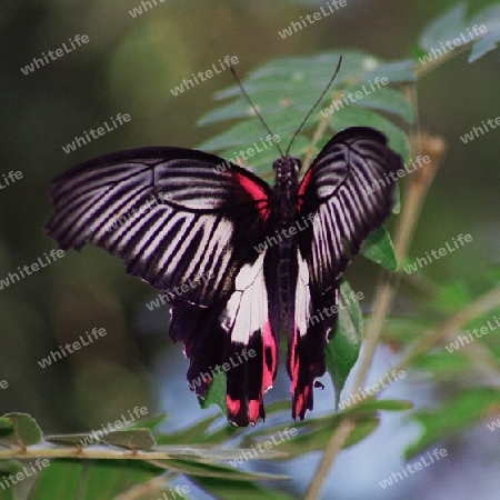 red and black butterfly