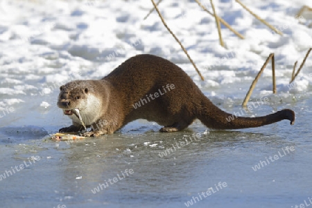 europ?ischer Fischotter ( Lutra lutra) frisst gefangenen Fisch an zugefrorenem Teich im Winter, Brandenburg, Deutschland, Europa