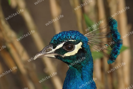 Pfau