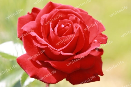 Rote Rose