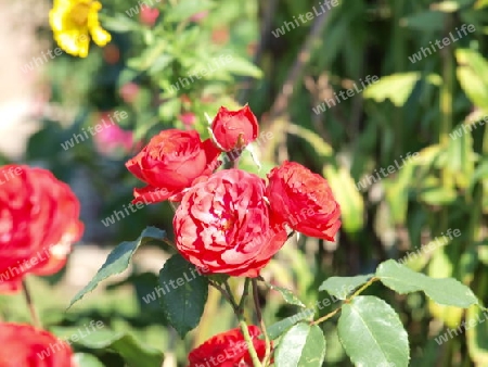 Rote Rosen im Garten